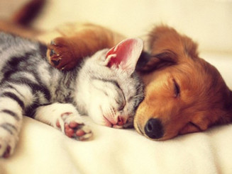 How To Prep Your Pet Sitter