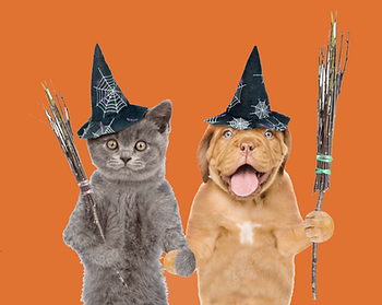 Whimsical image of a grey cat short haired cat and adorable brown dog holding hands. They are both wearing Halloween witch hats.