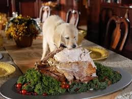 dog turkey.jpeg