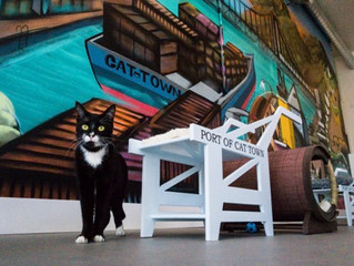 America's First Permanent Cat Cafe Opens in Oakland, California