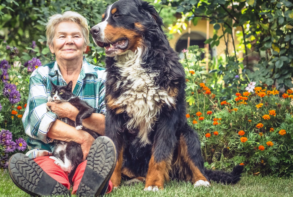 Senior woman holder her black and white cat with her large black, brown and beige dog sitting next to her. They are in a beautiful garden featuring purple and read flowers and lots of green leaves.