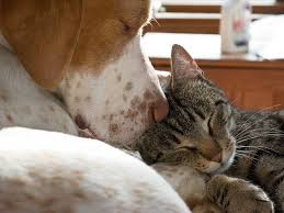 Why Probiotics Are Good For Pets