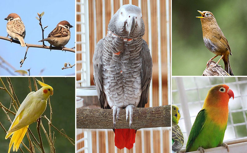 Thumbnail: Natural Wood Parrot Perch Set, Chewable Paw Grinding Stand Toy for Bird Cages fo