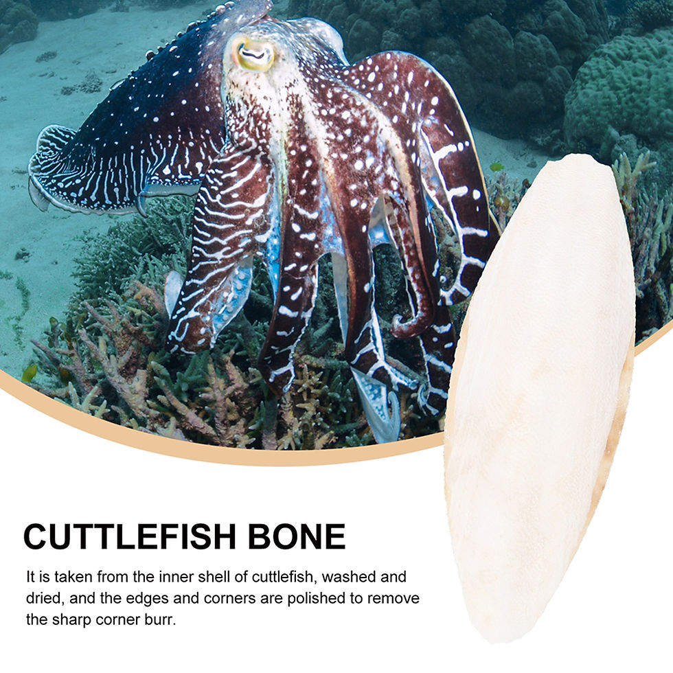Thumbnail: 10pcs Cuttlebone Cuttlefish Sepia Bone Parrot Chewing Toy Bird Food Calcium Pick