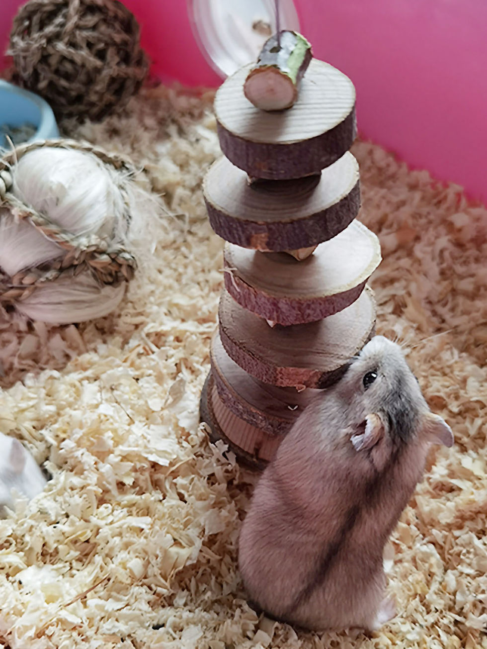Thumbnail: 1pc-Simple wooden apple wood chew toy rabbit, chew stick, round wood teeth grind