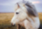 pony-2235916_1280