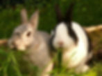 hare-595136_1280