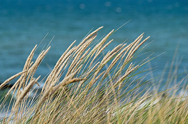 hpgruesen-dune-grass-4457964.jpg