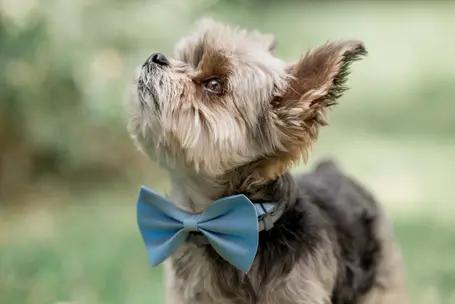photographie d'un petit chien noir et beige qui regarde vers le haut, il est de profil. il a un petit nœud papillon bleu autour du coup