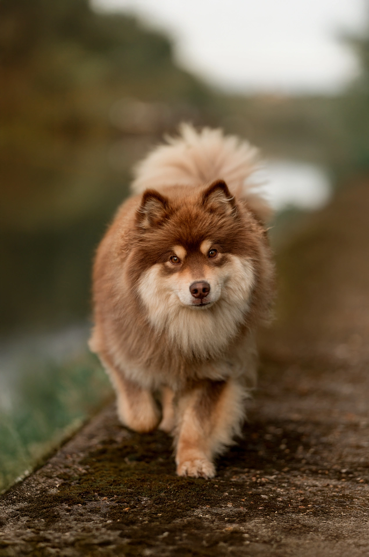 photographe chiens a la rochelle conseils photos chatelaillon lagord ile de ré foret plage