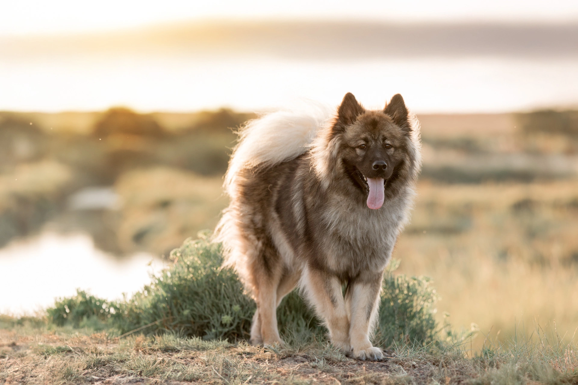 photographe chien la rochelle port de l'houmeau plage parc 