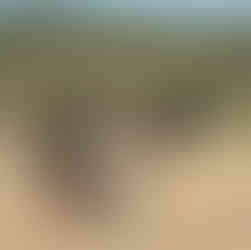 photographe chien a la rochelle plage chatelaillon ile de re oleron