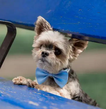photographie d'un petit chien qui se tient debout derrière un banc de couleur bleu dans un parc à la rochelle