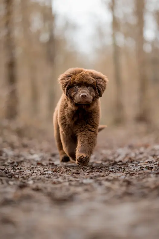 photographe chien la rochelle exterieur canin joli courir