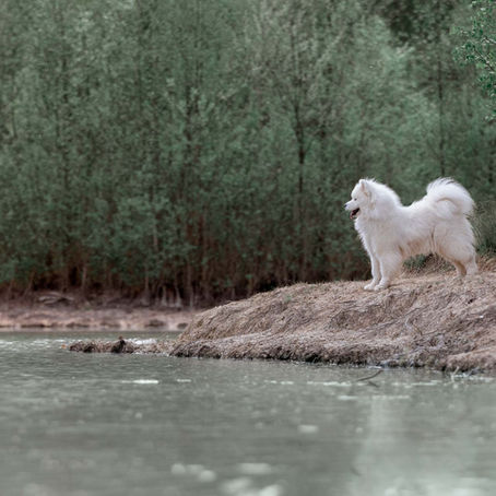conseils pour des photos de chien à la rochelle photographe