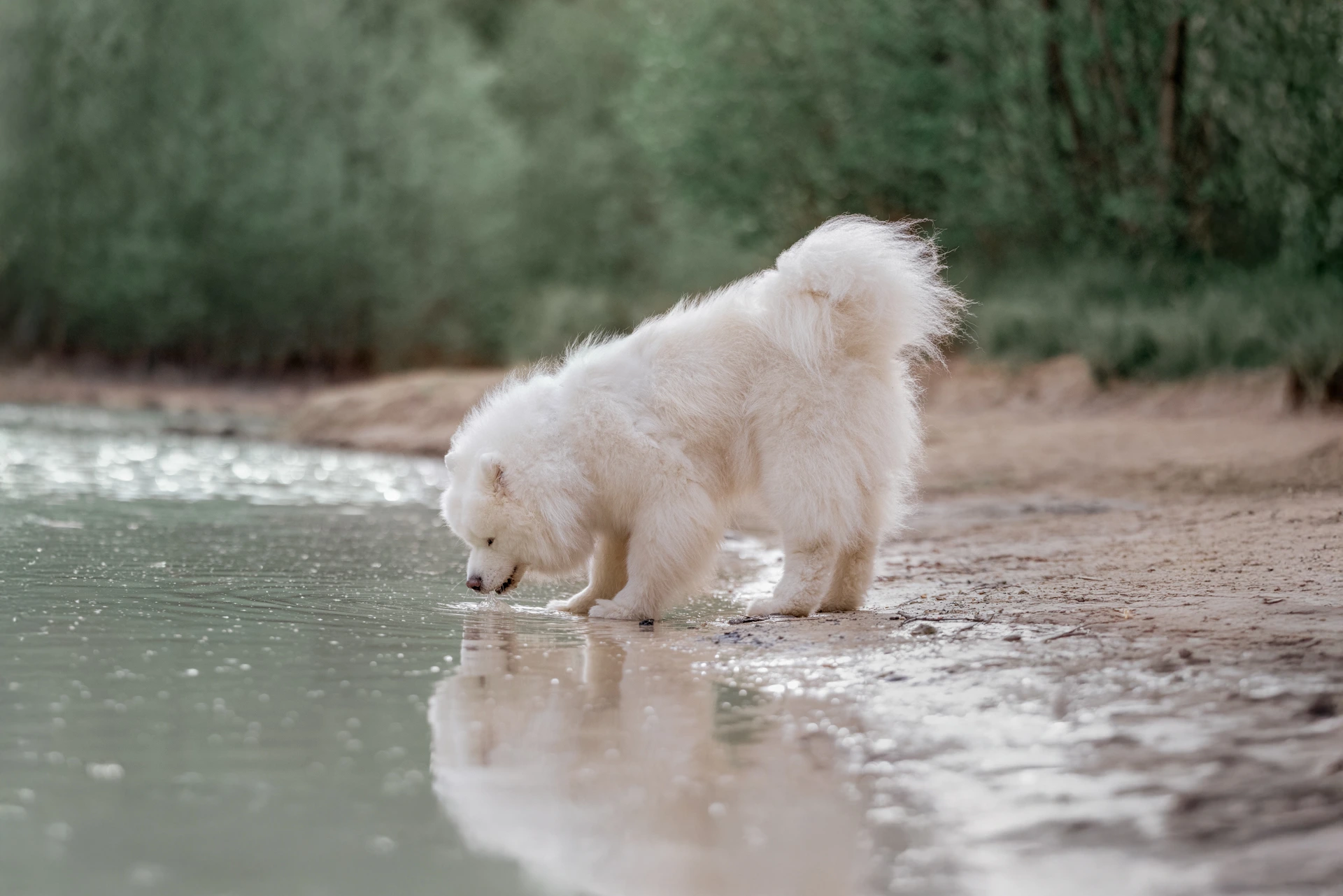 photographe chien la rochelle plage parc foret lac samoyed