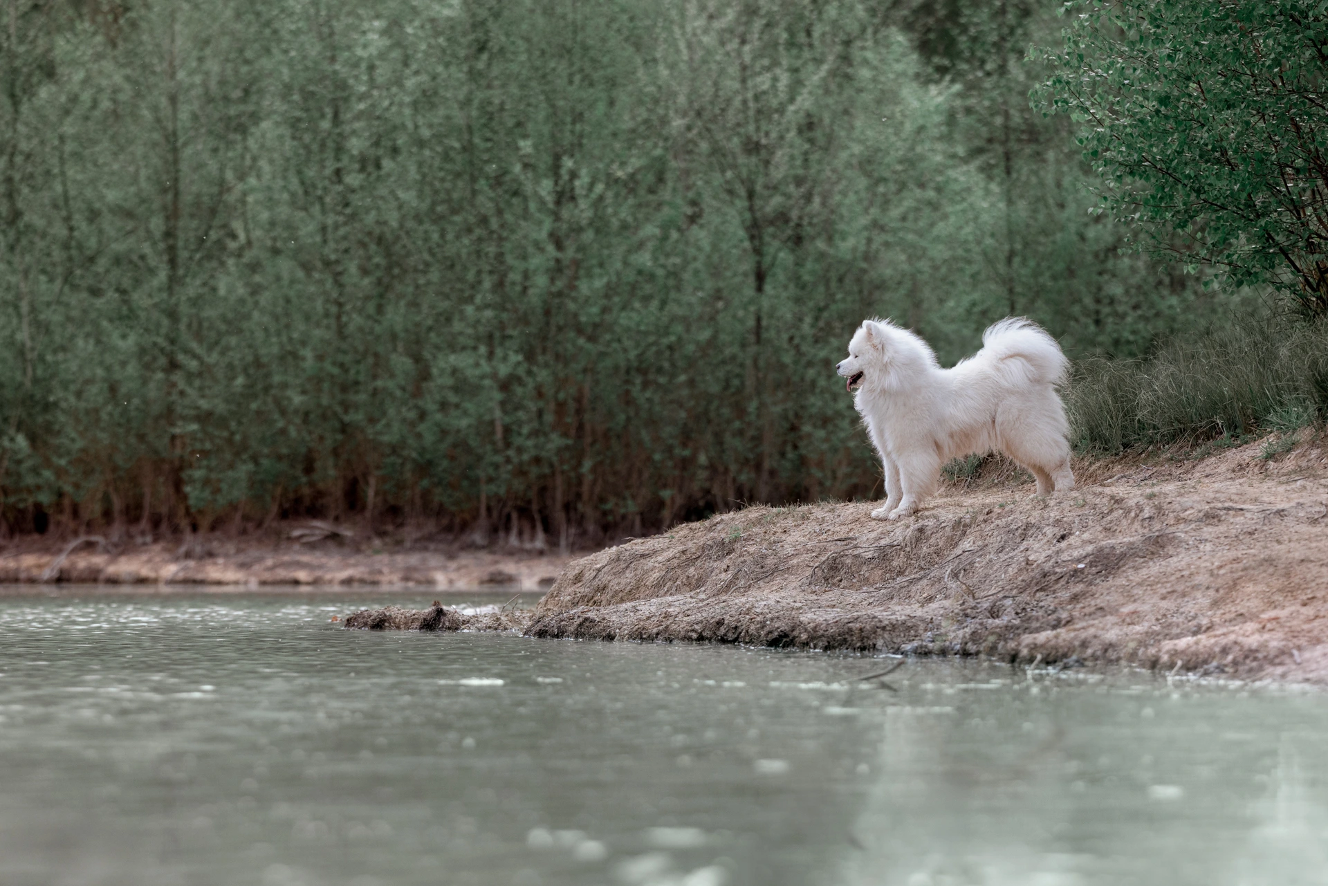 photographe chien la rochelle plage parc foret lac samoyed