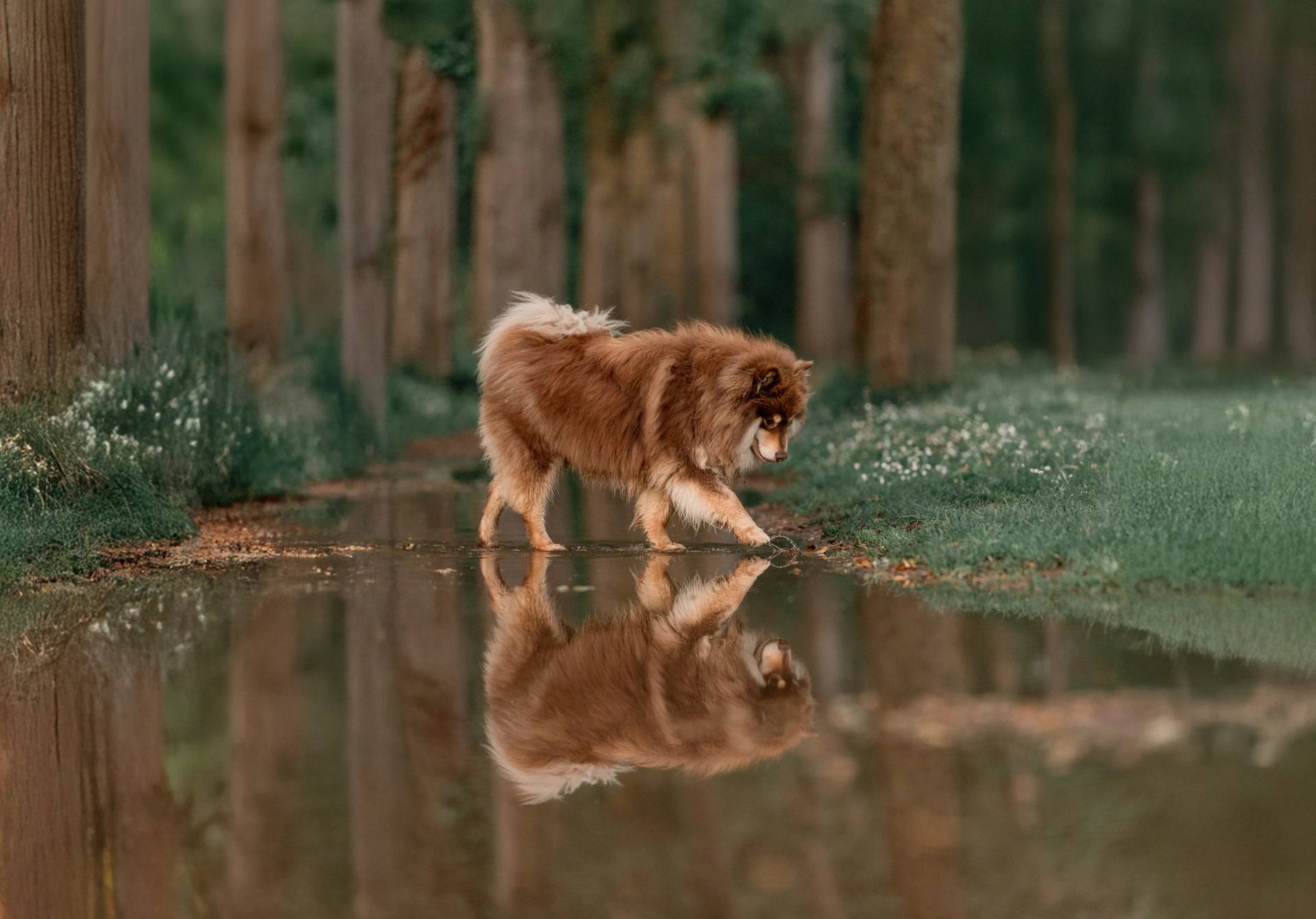 photographe chiens a la rochelle conseils photos chatelaillon lagord ile de ré foret plage mer