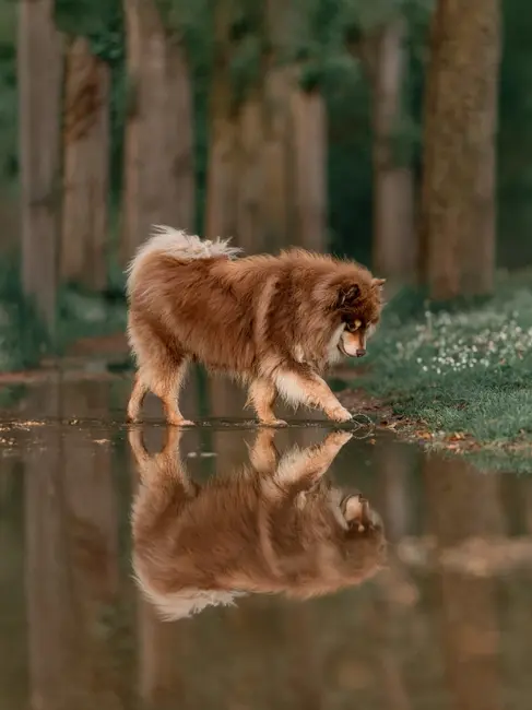 photographe chiens a la rochelle conseils photos chatelaillon lagord ile de ré foret plage mer