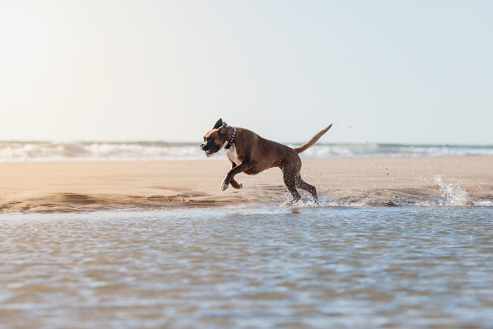 photographe chien qui court dans l'eau a la rochelle plage chatelaillon ile de re oleron 