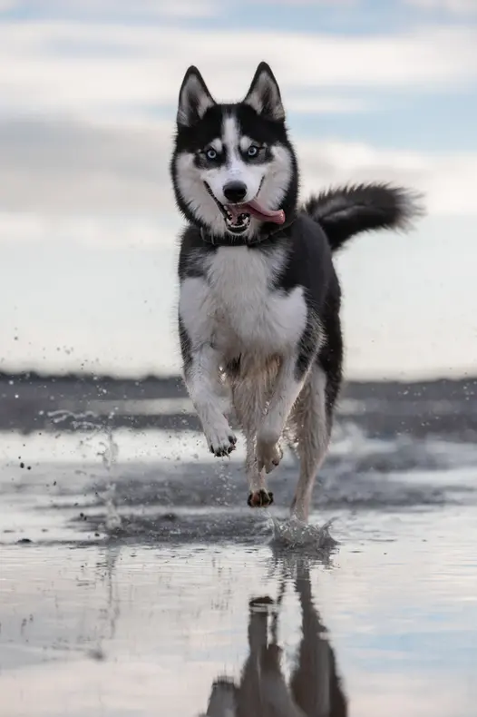 photographe chien la rochelle plage autorisé été automne husky
