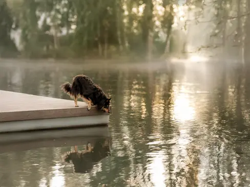 photographe chiens a la rochelle conseils photos chatelaillon lagord ile de ré foret plage lac