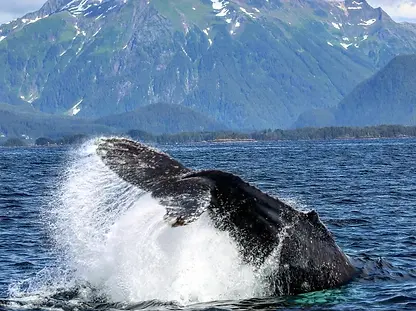 humpback whale splashing tail in sitka sound