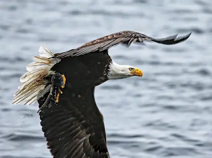 sitka wildlife boat tours photo of an eagle flying