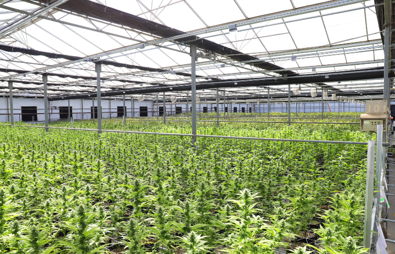 cannabis cultivation facility in Arkansas