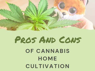 Pros And Cons Of Cannabis Home Cultivation