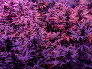 The Best Marijuana Strains for Chronic Pain Relief