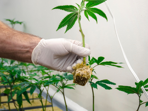 What Do Baby Marijuana Plants Look Like?