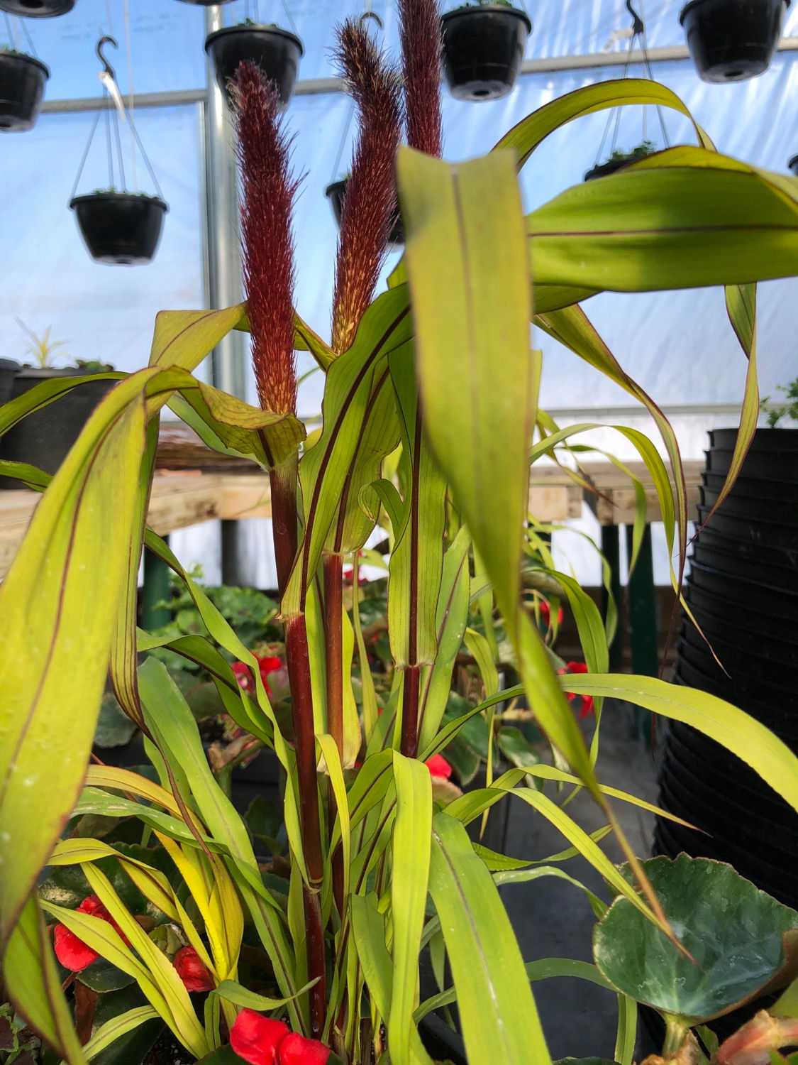 Ornamental Millet