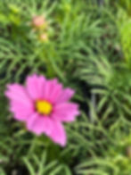 Thumbnail: 6 Pack Cosmos