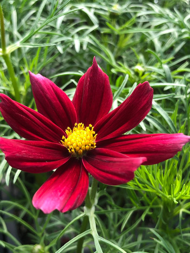 6 Pack Cosmos | BG GREENHOUSES