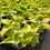 Thumbnail: 4" Potato Vine