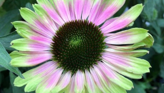 6" ECHINACEA GREEN TWISTER