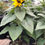 Thumbnail: 1 GAL. SUNFLOWER