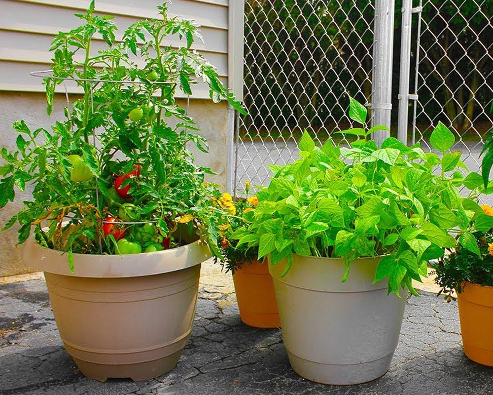 Container Gardens Drainage Is Critical