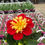 Thumbnail: 4.5 "Dahliettas