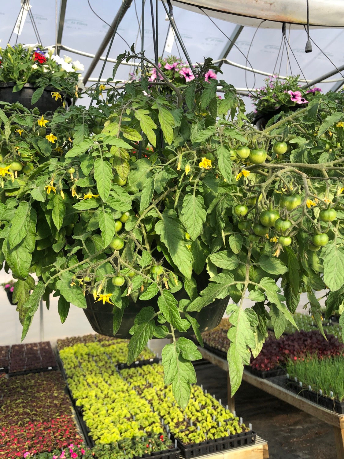 12" Tumbler Tomato Basket
