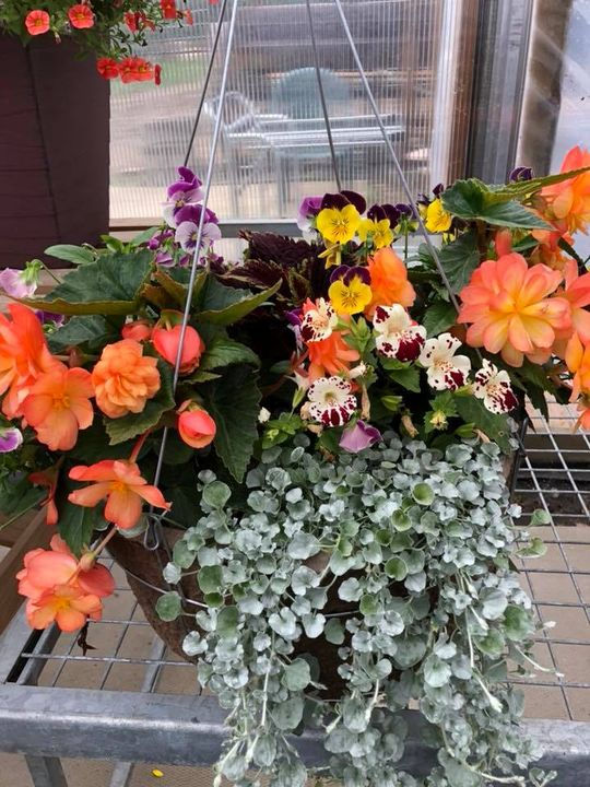 Thumbnail: Hanging Basket