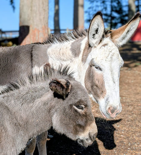 Sanctuary Mini: Frida