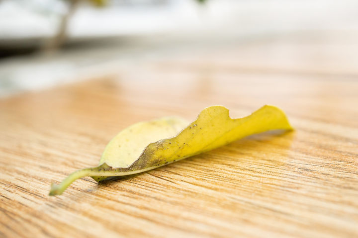 leaf-4887792.jpg