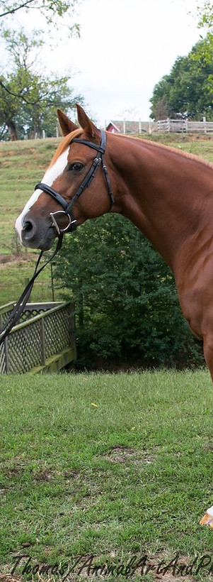 2014TRF_Happy-3757_preview.jpeg