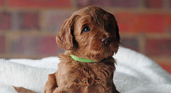 Amber 5 weeks
