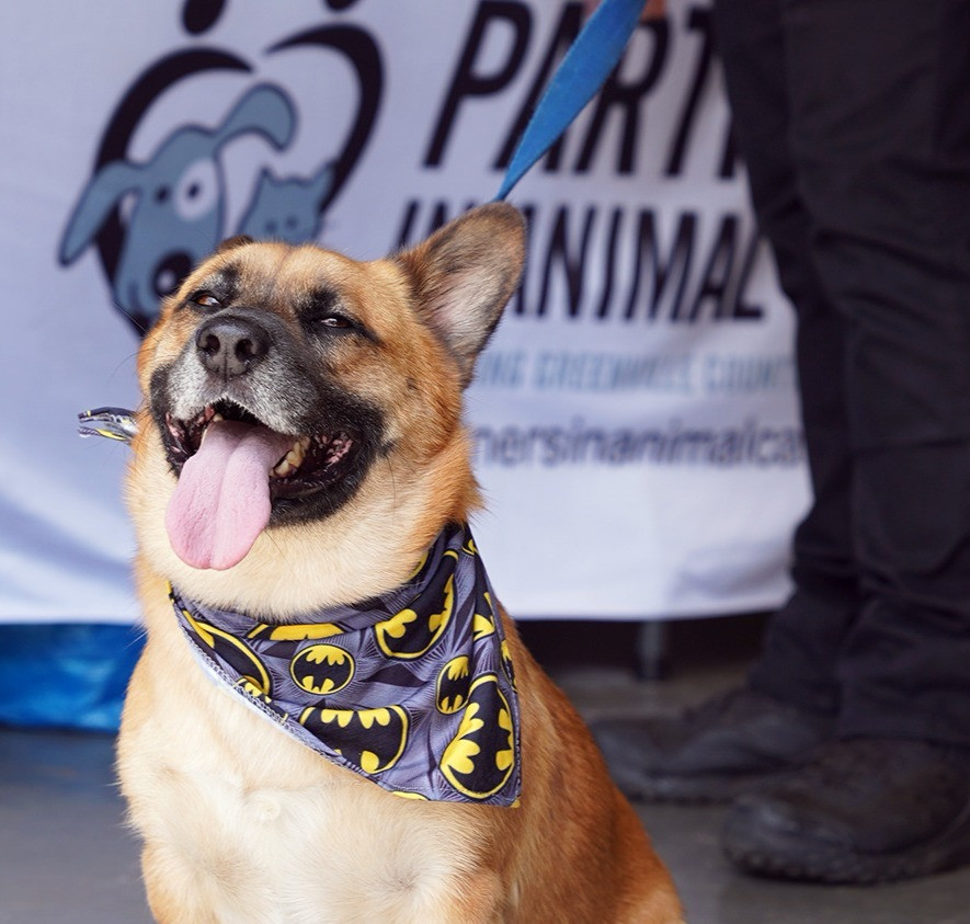 Partners in Animal Care Supporting Greenville County Animal Shelter