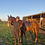 Thumbnail: Horse riding lessons