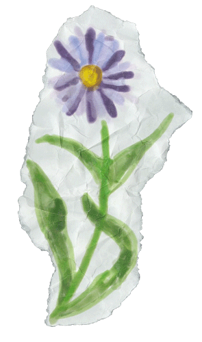 4-Aster.gif