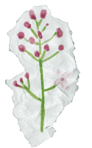 5-Lilac.gif